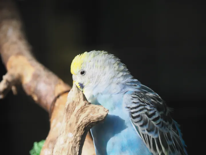 Lens Polder kinderboerderij in Nieuwpoort (Belgie)